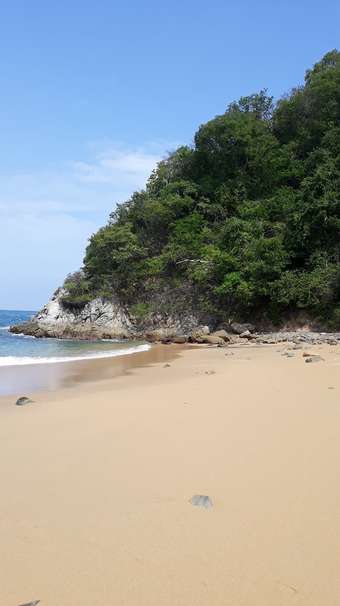 green trees on brown sand beach during daytime