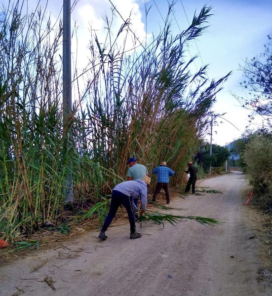 Tequio en el Camino a Mazaltepec.